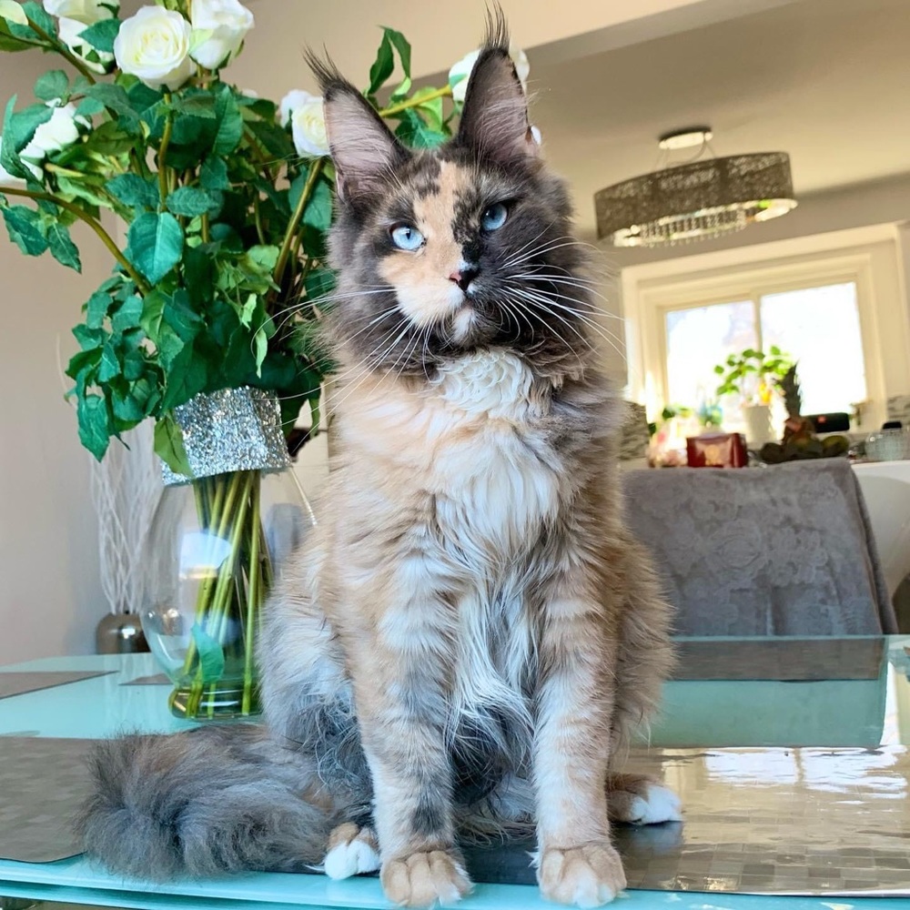 Meet your Posher, Nora